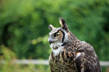 Büyük boynuzlu baykuş (Bubo virginianus) ışığında sol arka plan bulanık ağaçlar ile arıyor oturdu.