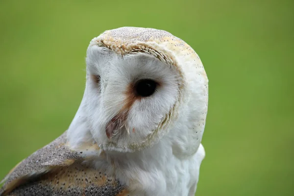 Tête Épaules Une Chouette Des Clochers Tyto Alba Fond Vert — Photo