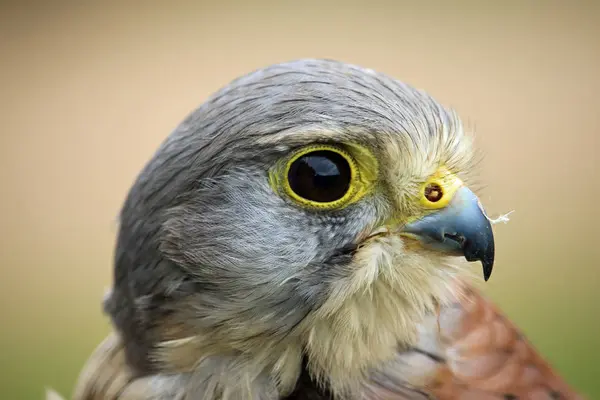 Head and shoulders of a kestrel (Falco tinnunculus) facing right with a green and brown blurred background.