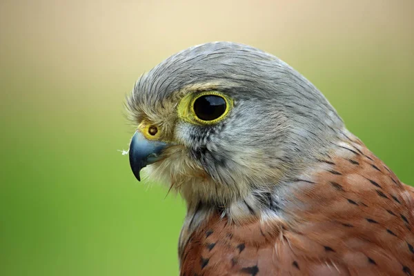 Head Shoulders Kestrel Falco Tinnunculus Facing Left Green Brown Blurred — Stock Photo, Image