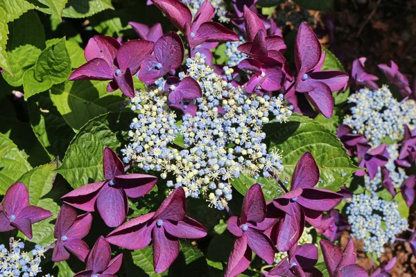 Lacecap Hortênsia Flores Com Azul Pálido Branco Interior Roxo Flores — Fotografia de Stock