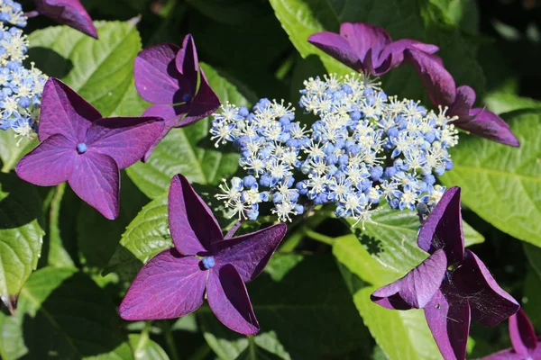 Lacecap Hortênsia Flores Com Azul Pálido Branco Interior Roxo Flores — Fotografia de Stock