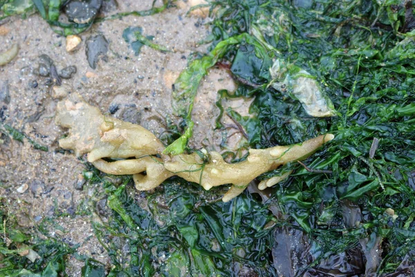 Perifollo Marino Alcyonidium Diaphanum Bryozoo Organismo Causante Queja Piel Que —  Fotos de Stock