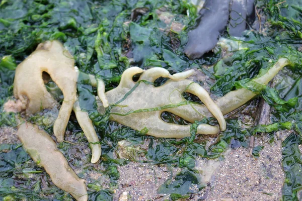 Морской Червил Alcyonidium Diaphanum Бриозойский Причинно Следственный Организм Кожной Жалобы — стоковое фото