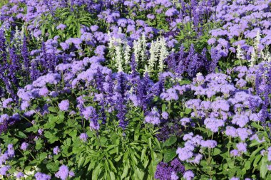 Yaz çiçek yatak ekran