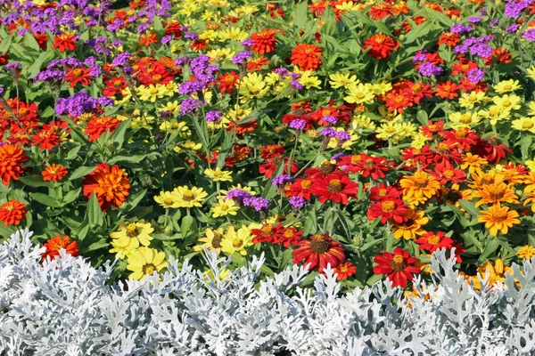 Summer flower bedding display — Stock Photo, Image