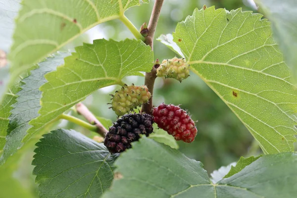 Mognande frukter på ett mullbärsträd — Stockfoto