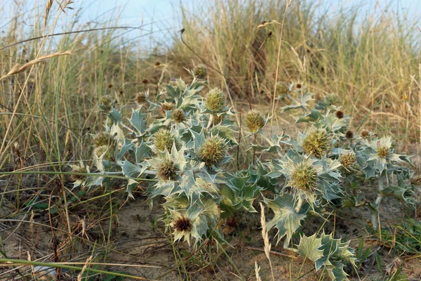 Sea holly on sand dune — Stock Photo, Image