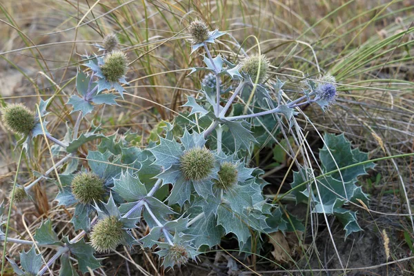 Sea holly on sand dune — Stock Photo, Image