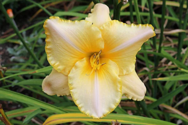 Gelbe, rosa und goldene Taglilie-Blume — Stockfoto