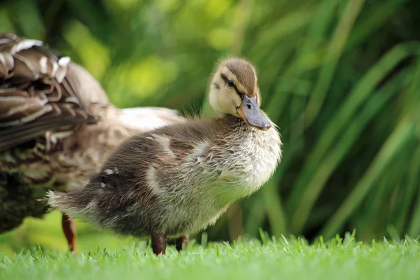 Mallard duck and duckling on lawn