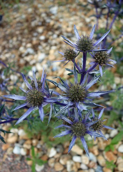 Süs deniz holly çiçek