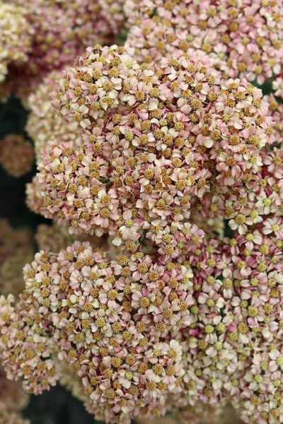 Розовые декоративные цветы ярроу — стоковое фото