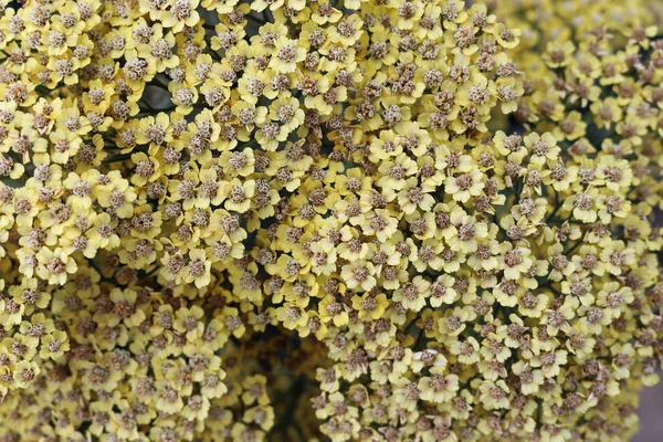 Jaune fleurs ornementales yarrow — Photo