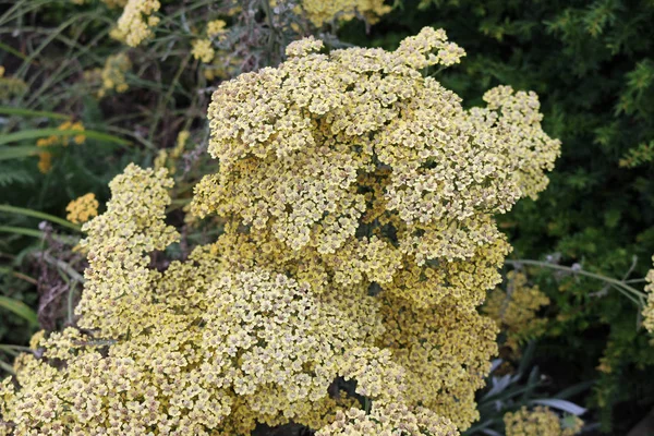 Amarillo flores de milenrama ornamental — Foto de Stock