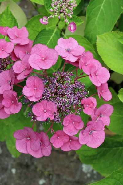 Lacecap rosa Flores de hortênsia — Fotografia de Stock