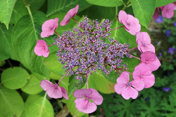 Lacecap rosa Flores de hortênsia — Fotografia de Stock