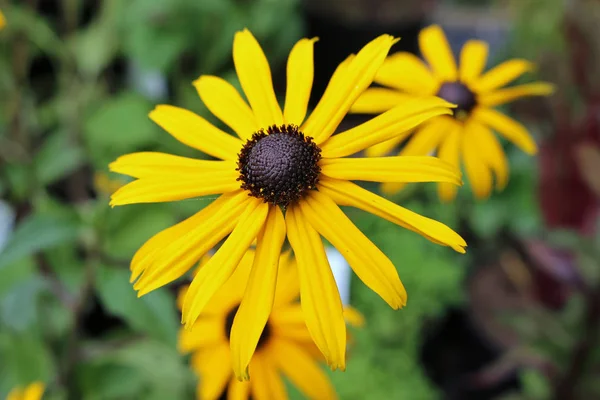 Yellow Rudbeckia flowers — Stock Photo, Image