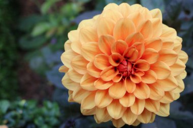 Turuncu dahlia çiçeği