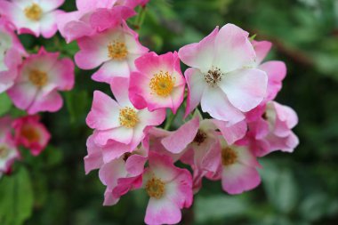 Pembe ve beyaz güller