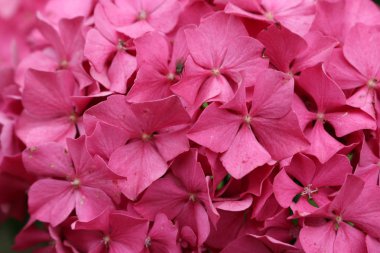 Pembe paspas Ortanca çiçekler