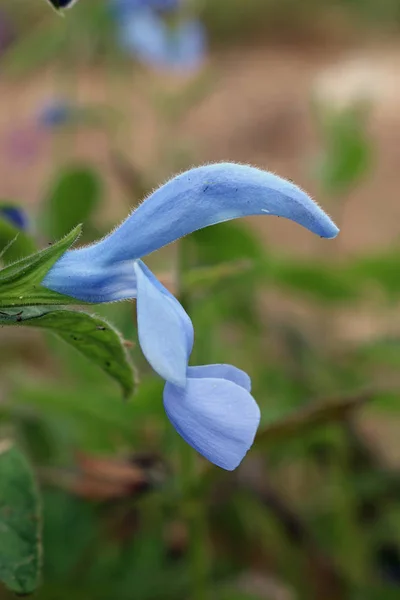 Gentiansalvia blomma — Stockfoto