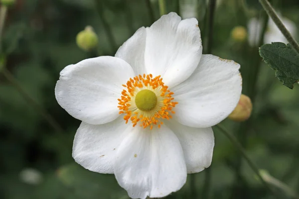 Ιαπωνικό ανεμώνη λευκό λουλούδι — Φωτογραφία Αρχείου