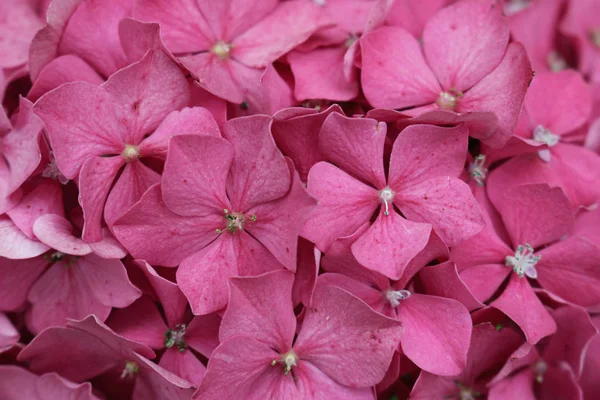 Flores de hortênsia-de-cabeça-rosa — Fotografia de Stock