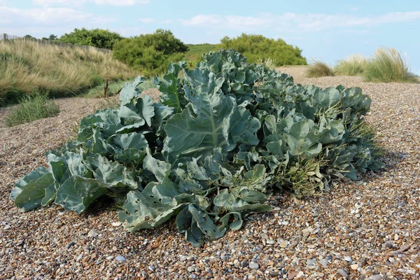 Shingle üzerinde deniz lahanası