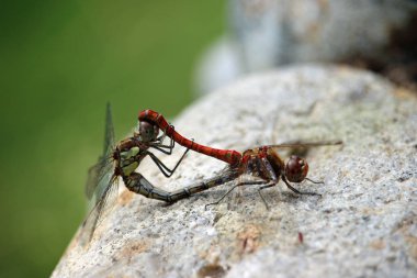 Ortak darter yusufçuklar arasında yer alma