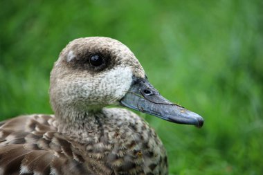 Mermer deniz mavisi ördek