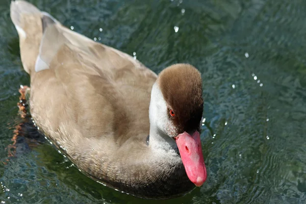 Czerwony Crested Głowienka zaćmienie męski kaczka — Zdjęcie stockowe