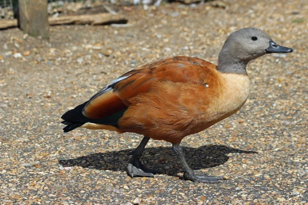 Shelduck w Republice Południowej Afryki — Zdjęcie stockowe