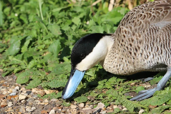 Puna Teal kaczka — Zdjęcie stockowe