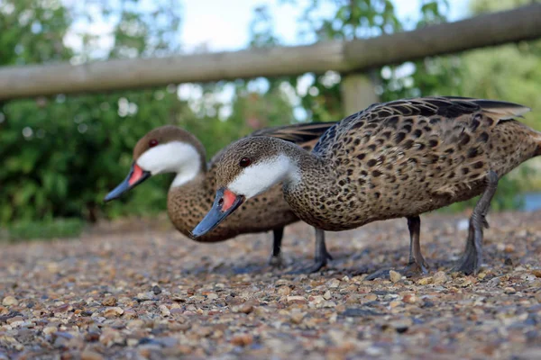 Anatre pintail guanciate bianche — Foto Stock