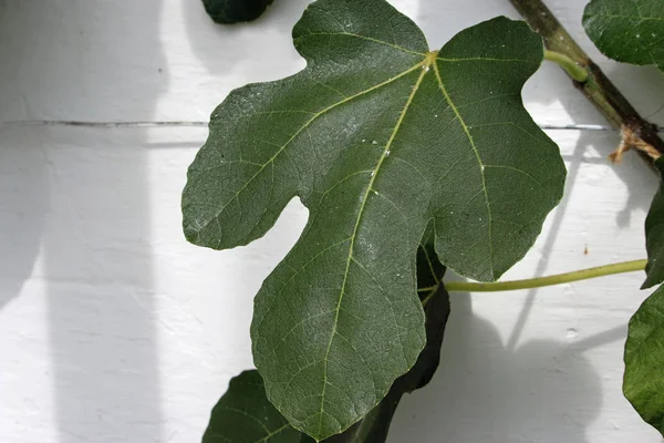 Fig leaf against a wall