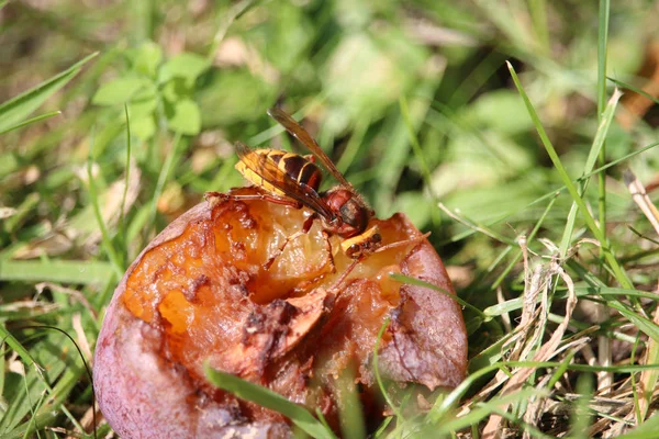 Avispón comiendo ciruela —  Fotos de Stock