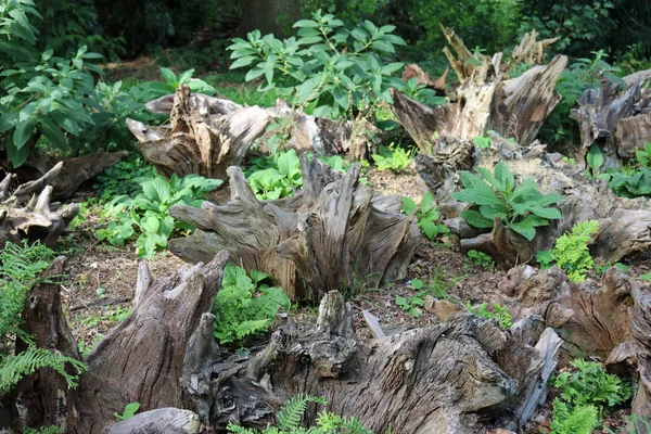 Stumpery avec fougères — Photo