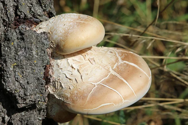 Μύκητας στήριγμα πολυπόρων σημύδας στο δέντρο σημύδας — Φωτογραφία Αρχείου