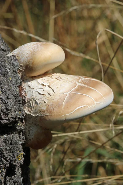 Brzoza Polypore wspornik grzyba na Brzozowym drzewie — Zdjęcie stockowe