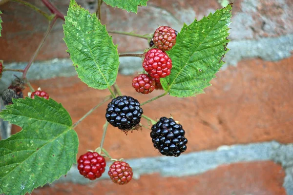 Blackberry фрукты к стене — стоковое фото