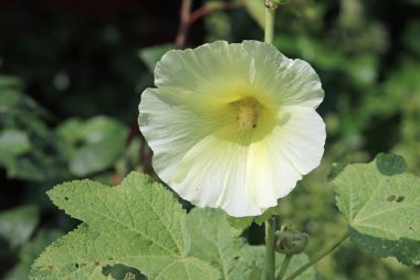 Sarı hollyhock çiçek