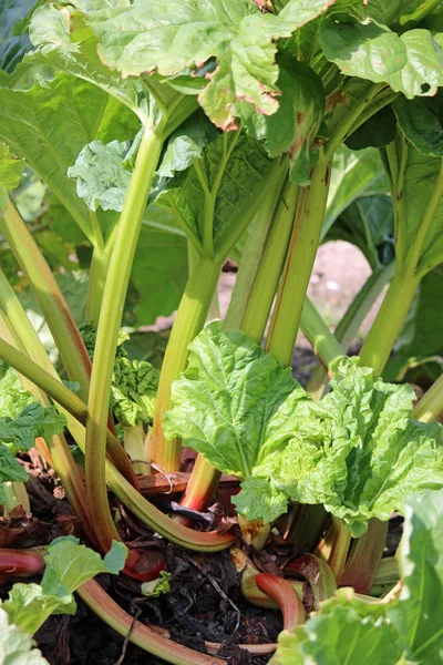 Rhubarb crown growing in a garden — Stock Photo, Image