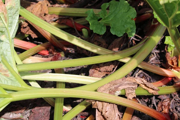 Mahkota Rhubarb tumbuh di taman — Stok Foto