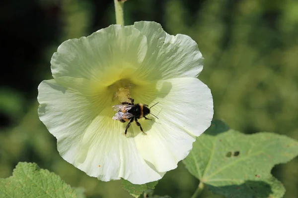 Flor hollyhock amarelo com uma abelha — Fotografia de Stock