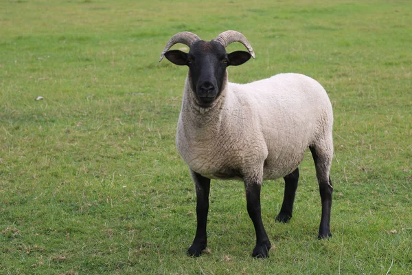 Boynuzlu, siyah başlı ve bacaklı koyun — Stok fotoğraf