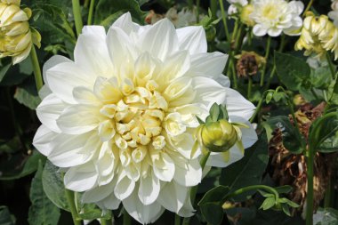 Beyaz yıldız çiçeği