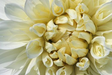 Beyaz yıldız çiçeği