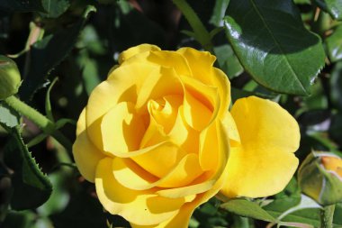 Sarı gül çiçeği.