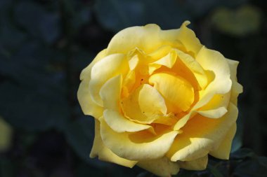 Sarı gül çiçeği.